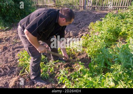 Un uomo con una pala scava le patate in giardino. Raccolta di patate. Foto Stock