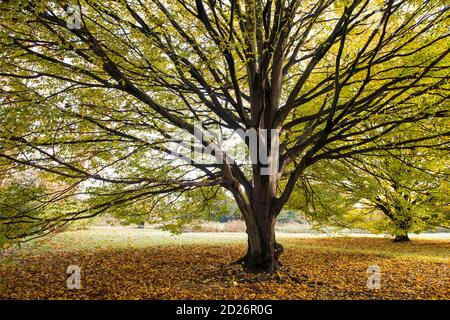 Autumnal scene of the sun shining through a tree which is changing the colours, and shedding it's leaves Foto Stock