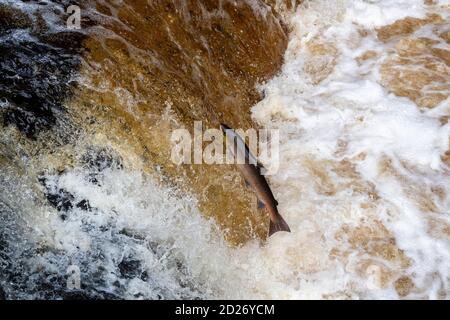 North Yorkshire, Regno Unito. 6 Ott 2020. Atlantic Salmon salpando su Stainforth Foss sul fiume Ribble nel North Yorkshire sulla tappa finale della loro epica migrazione di ritorno al luogo della loro nascita, che può significare viaggiare oltre 6000 miglia. Credit: Wayne HUTCHINSON/Alamy Live News Foto Stock