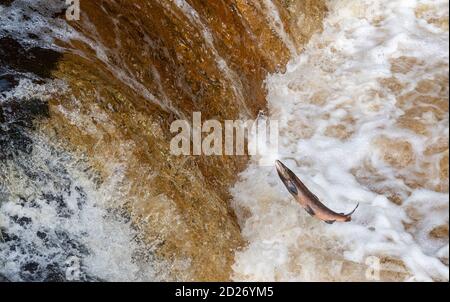 North Yorkshire, Regno Unito. 6 Ott 2020. Atlantic Salmon salpando su Stainforth Foss sul fiume Ribble nel North Yorkshire sulla tappa finale della loro epica migrazione di ritorno al luogo della loro nascita, che può significare viaggiare oltre 6000 miglia. Credit: Wayne HUTCHINSON/Alamy Live News Foto Stock