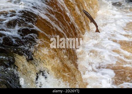 North Yorkshire, Regno Unito. 6 Ott 2020. Atlantic Salmon salpando su Stainforth Foss sul fiume Ribble nel North Yorkshire sulla tappa finale della loro epica migrazione di ritorno al luogo della loro nascita, che può significare viaggiare oltre 6000 miglia. Credit: Wayne HUTCHINSON/Alamy Live News Foto Stock