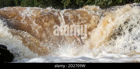 North Yorkshire, Regno Unito. 6 Ott 2020. Atlantic Salmon salpando su Stainforth Foss sul fiume Ribble nel North Yorkshire sulla tappa finale della loro epica migrazione di ritorno al luogo della loro nascita, che può significare viaggiare oltre 6000 miglia. Credit: Wayne HUTCHINSON/Alamy Live News Foto Stock