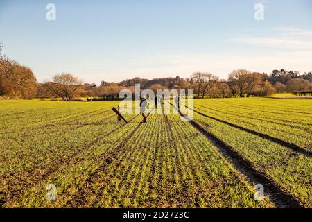 Caccia al fagiano guidato nel North Yorkshire, Inghilterra. Foto Stock