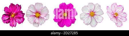 Fiore COSMOS interamente isolato su sfondo bianco. Cinque estate bello rosa magenta cosmo fiore, isolato elemento di design Foto Stock