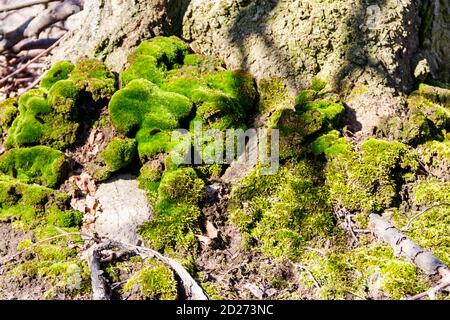 Muschio verde sul tronco dell'albero Foto Stock