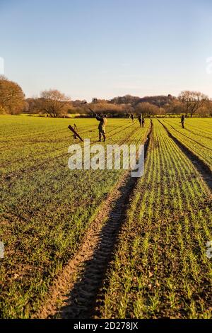 Caccia al fagiano guidato nel North Yorkshire, Inghilterra. Foto Stock