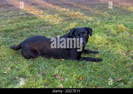 Labrador nero su un fagiano guidato sparare nel Nord Yorkshire, Inghilterra. Foto Stock