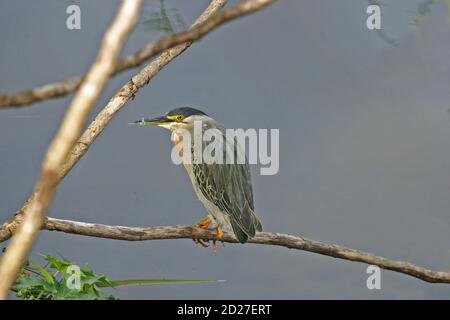 Un Erone striato, Butorides striata, arroccato Foto Stock