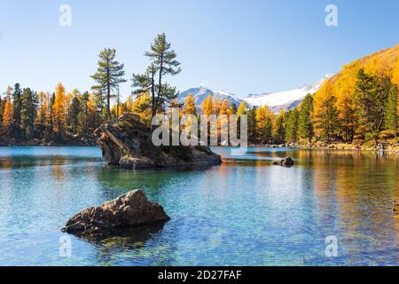 Lago di Saosea con larici gialli nella stagione autunnale nelle Alpi, Canton Grison, Svizzera Foto Stock