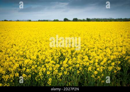 Fiore di colza – il fiore giallo del paesaggio irlandese Foto Stock