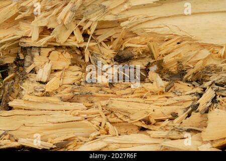 Rotto decadimento/marciume legno umido tessitura log Foto Stock