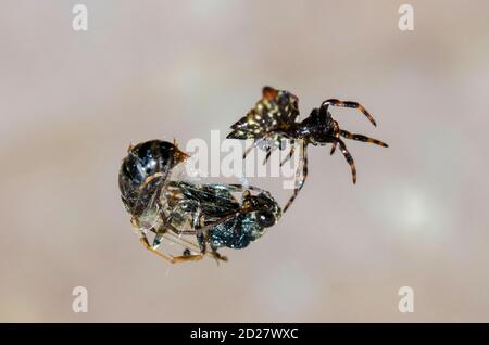 Crablike Spiny Orbweaver Spider, Gasteracantha cancriformis, con preda di vespa avvolta in seta, Klungkung, Bali, Indonesia Foto Stock