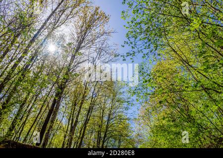 Bella varietà di corone di alberi in una foresta in primavera contro un cielo blu con il sole. Vista dal basso degli alberi Foto Stock