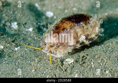 Cowrie dai bordi spessi, Erronea caurica, sito di immersione Laha, Ambon, Maluku, Indonesia, Mare di banda Foto Stock