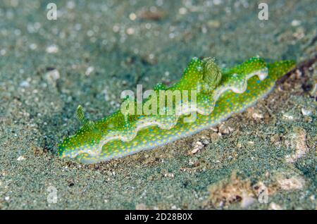 Jolly Green Giant nudibranch, Miamira sinusata, Rhino City dive site, Ambon, Maluku, Indonesia, banda Sea Foto Stock
