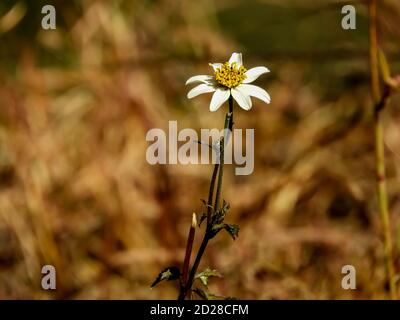 Fiore di Edelweiss, un fiore selvaggio trovato nelle montagne del giappone Foto Stock