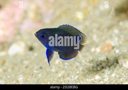 Damselfish del giovane Burrough, Pomacentrus burroughi, luogo di immersione di Laha, Ambon, Maluku, Indonesia, Mare di banda Foto Stock