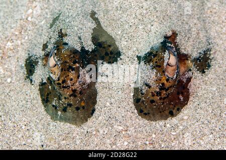 Il raggio di Fantaia azzurra, Taeniura Lymna, sepolto nella sabbia con gli occhi che mostrano, sito di immersione Dropoff, Candidasa, Bali, Indonesia, Oceano Indiano Foto Stock