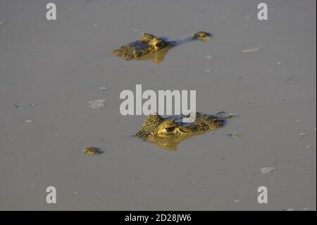 Caiman spettacolare, caiman coccodrilli, Heads emergenti dal fiume, Los Lianos in Venezuela Foto Stock