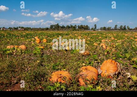 Un allevamento di zucche in Lazio, Italia. Foto Stock