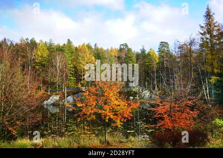 Fogliame autunnale colorato sopra un laghetto di giglio Foto Stock