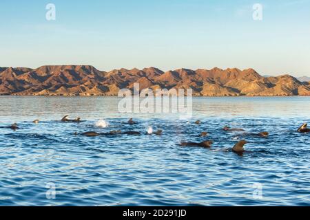 Balenottere pilota con altalena corta, Globicephala macrorhynchus, balenottere pilota socializzanti, Baja California, Messico, Golfo della California, Mare di Cortez, Pacifico O. Foto Stock