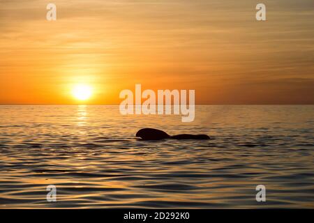 Balenottere pilota con altalena corta, Globicephala macrorhynchus, balenottere pilota con altalena corta all'alba, Baja California, Messico, Golfo della California, Sea o Foto Stock