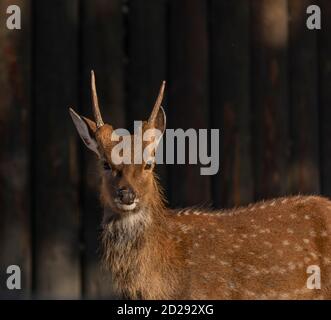 sika cervi con luce arancione in bella estate soleggiata mattina Foto Stock