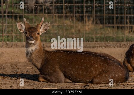 sika cervi con luce arancione in bella estate soleggiata mattina Foto Stock