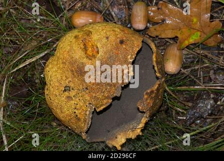 Maturo, scoppiato aperto e pieno di spore puffball di veleno di pelle di maiale, Scleroderma citrinum, noto anche come palla di terra comune Foto Stock
