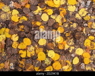 Foglie cadute di un Aspen di squarciatura, Populus tremuloides, sul fondo della foresta nel Monti-la SAL National Forrest, Utah, USA Foto Stock