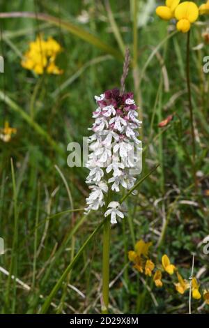 Orchidea bruciata 'Neotinea ustulata' trovato su antiche, corte, praterie calcaree. Primi fiori forma, da maggio a giugno. Wiltshire, Regno Unito. Foto Stock