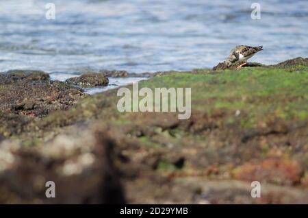 Ruddy turnstone Arenaria interpres alla ricerca di cibo. Arinaga. Aguimes. Gran Canaria. Isole Canarie. Spagna. Foto Stock