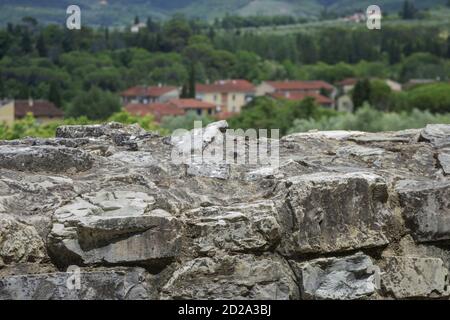 scorcio delle antiche mura della città e della campagna circostante e le montagne sullo sfondo Foto Stock