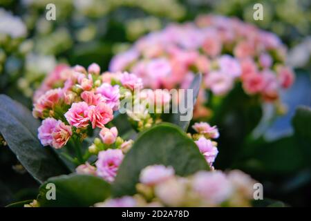 Kalanchoe Blossfeldiana - pianta erbacea succulente perenne con rosa e. fiori rossi Foto Stock