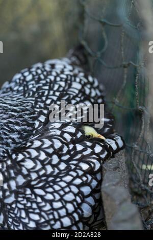 Una madre Wyandotte gallina con nuovo cazzo covato seduta un nido Foto Stock