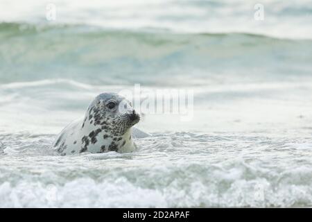 Young Atlantic Grey Seal, Helichoerus grypus, ritratto in acqua, animali che nuotano nelle onde dell'oceano, Germania Foto Stock