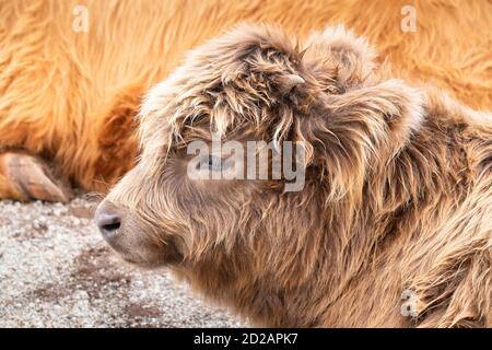 Due mucche Highland alla Churchill Island Heritage Farm, Phillip Island, Victoria, Australia Foto Stock