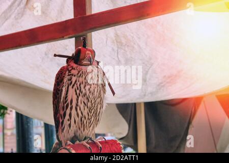 Falcon in un cappuccio-maschera seduto su un perch sotto un baldacchino. Uccello di preda sulla falconeria che riposa nel cappuccio. Foto Stock