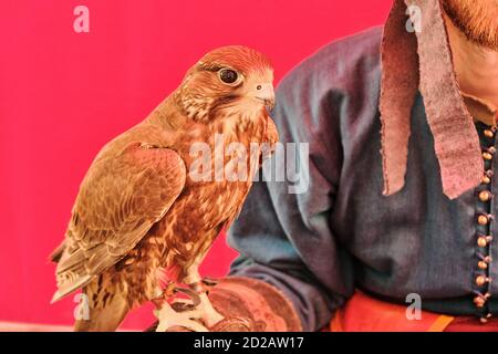 Falcon si siede sul guanto di un cacciatore vestito in stile retrò. Sfondo rosso, falconeria, uccello di preda e giovane uomo con barba. Foto Stock