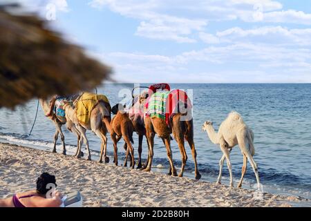 Una donna si trova sulla spiaggia e guarda la carovana di cammelli che costeggiano il mare. Intrattenimento per i turisti sulla costa del mare arabo. Tunisia, Africa Foto Stock