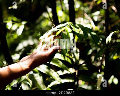 Messa a fuoco selettiva mano uomo che tocca verde foglia ombra e luce del sole attraverso la foresta. Fondo del concetto ecologico Foto Stock