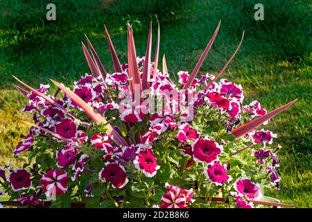 Spikes of leaves on perennial red cordyline australis plant in pot poking out from surround of a colourful display of annual petunia garden flowers UK Foto Stock