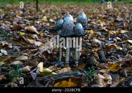 Gruppo di funghi Shaggy Ink Cap (Coprinus comatus) trovato in una foresta durante la stagione autunnale Foto Stock