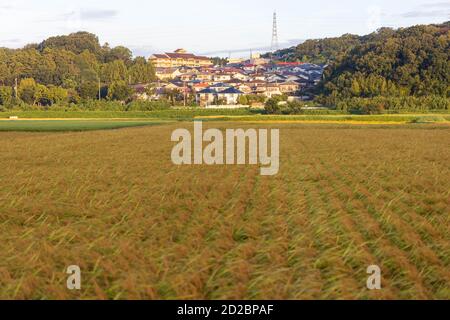 Cittadina densamente affollata su una collina che si affaccia sui campi di riso Foto Stock