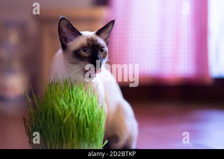 giovane gatto siamese seduto accanto alla sua catnip Foto Stock