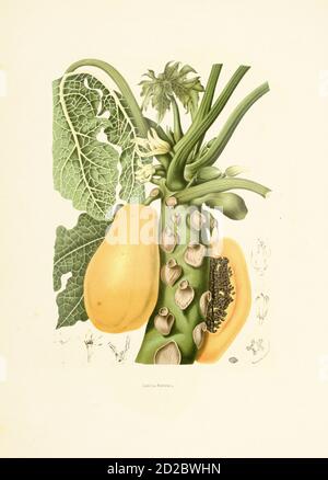 illustrazione del xix secolo di una carica papaya (nota anche come papaia, pawpaw o papaw). Incisione di Berthe Hoola van Nooten dal libro Fleurs, Fruit Foto Stock