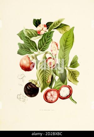 incisione ottocentesca di un mangostana garcinia (noto anche come mangostano viola o semplicemente mangostano). Illustrazione di Berthe Hoola van Nooten da t Foto Stock