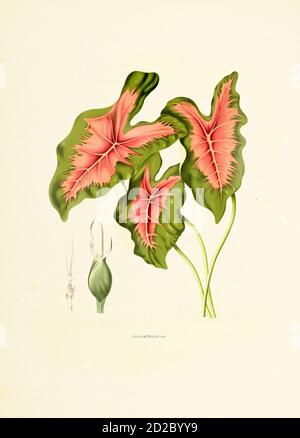 Antica illustrazione di un bicolore caladium (noto anche come cuore di Gesù, orecchio elefante o ali d'angelo). Incisione di Berthe Hoola van Nooten dal Foto Stock