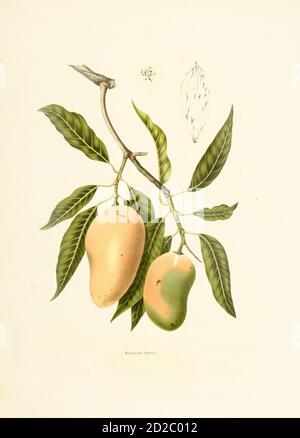 Antica incisione del XIX secolo di un mangifera indica, noto anche come mango indiano. Illustrazione di Berthe Hoola van Nooten dal libro Fleurs, frutta Foto Stock